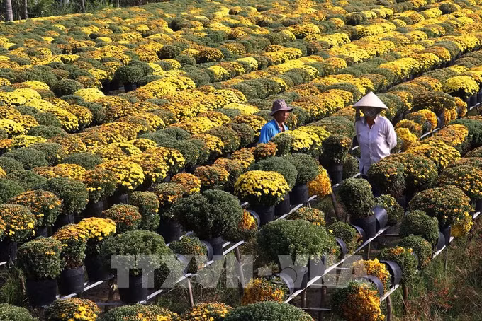 Đồng Tháp: Phát triển gần 100 điểm du lịch cộng đồng ảnh 1