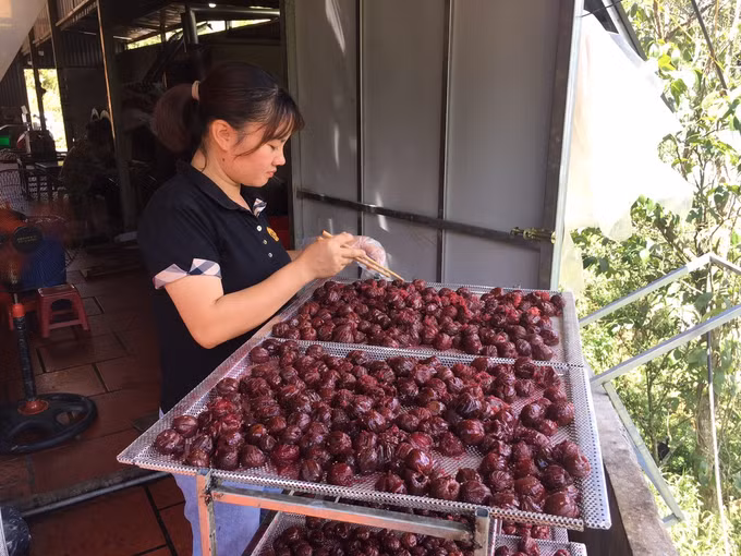 Sải Thị Bích Huế - Cô gái Phù Lá nâng tầm giá trị mận tam hoa Bắc Hà ảnh 1