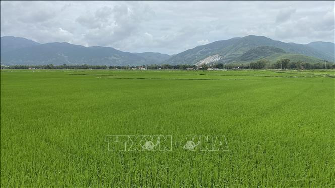 Vùng sản xuất lúa giống tập trung tại xã Cát Tường (Phù Cát, Bình Định). Ảnh: Tường Quân - TTXVN Huyện Phù Cát vươn lên từ xây dựng nông thôn mới ảnh 2