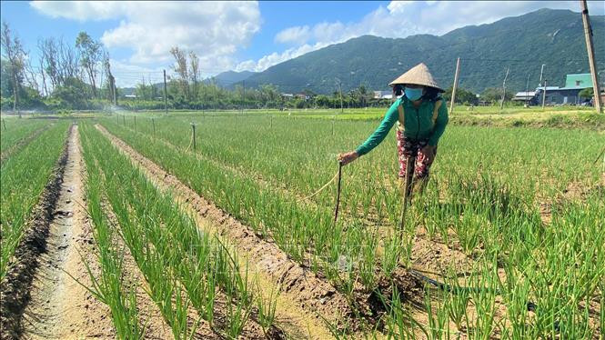 Nông dân xã Cát Hải (Phù Cát, Bình Định) đầu tư hệ thống tưới nước tự động tại cánh đồng trồng cây hành hương. Ảnh: Tường Quân - TTXVN Huyện Phù Cát vươn lên từ xây dựng nông thôn mới ảnh 1