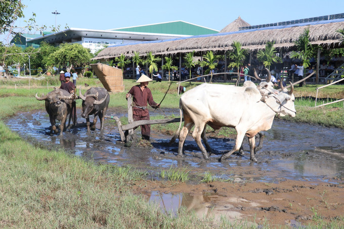 Khu Du lịch văn hóa Phương Nam, huyện Lấp Vò tái hiện sản xuất lúa nước được cày bừa bằng trâu, bò…Ảnh: Nguyễn Văn Trí - TTXVN Phát huy giá trị làng nghề truyền thống kết hợp phát triển du lịch địa phương ảnh 1