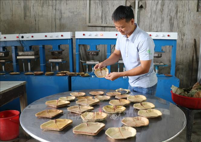 Sản phẩm đĩa hình trái tim và hình tam giác được anh Tuyến ép từ lá cây nho biển. Ảnh: Phạm Cường - TTXVN Độc đáo những chiếc đĩa thân thiện với môi trường từ lá nho biển ảnh 1