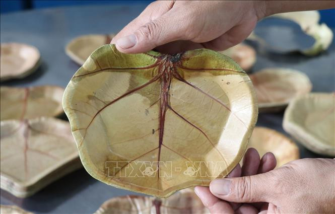 Chiếc đĩa bằng lá có vân rất đẹp, sử dụng được 10 lần thay thế nhựa dùng một lần. Ảnh: Phạm Cường - TTXVN Độc đáo những chiếc đĩa thân thiện với môi trường từ lá nho biển ảnh 2
