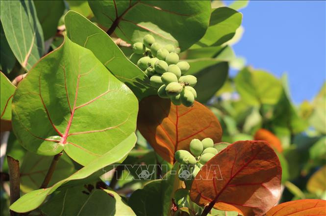 Lá cây nho biển rất dày, quả mọc thành từng chùm. Ảnh: Phạm Cường - TTXVN Độc đáo những chiếc đĩa thân thiện với môi trường từ lá nho biển ảnh 3
