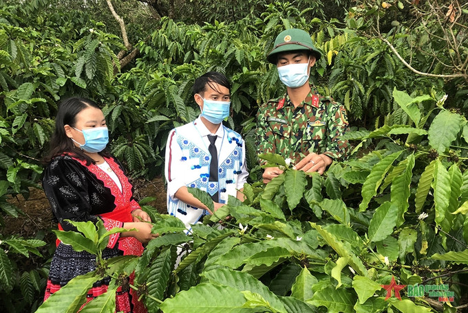 Đoàn viên thanh niên của Trung đoàn 720 trao đổi phương pháp chăm sóc cây cà phê với đồng bào. Ảnh: qdnd.org.vn Thắt chặt tình quân dân nơi cực nam Tây Nguyên ảnh 1