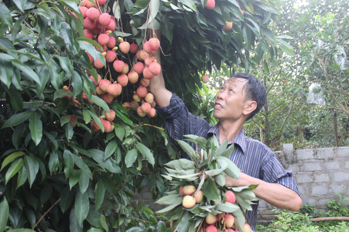 Tỉnh Hưng Yên hiện có khoảng 230 ha trồng vải trứng tập trung chủ yếu ở huyện Phù Cừ và Ân Thi. Ảnh: Mai Ngoan - TTXVN Thiết lập nhiều hình thức tiêu thụ nông sản ảnh 1