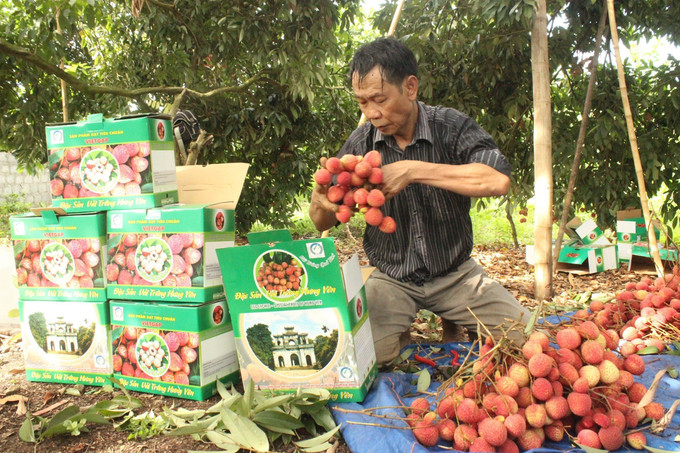 Giá vải trứng bán tại vườn từ 100 - 150 nghìn đồng/kg. Ảnh: Mai Ngoan - TTXVN Thiết lập nhiều hình thức tiêu thụ nông sản ảnh 2