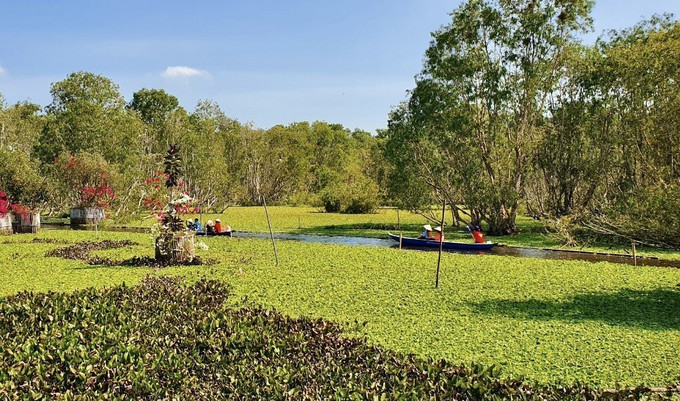 Khách du lịch đi xuồng tham quan Rừng tràm Trà Sư (huyện Tịnh Biên, An Giang).. Ảnh: Thanh Sang- TTXVN Du lịch Nam Bộ phục hồi và phát triển (Bài cuối) ảnh 2