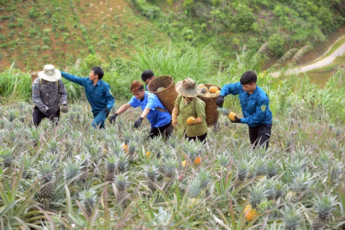 Cây dứa mang lại hiệu quả kinh tế cao cho nông dân huyện Thuận Châu - Sơn La ảnh 6
