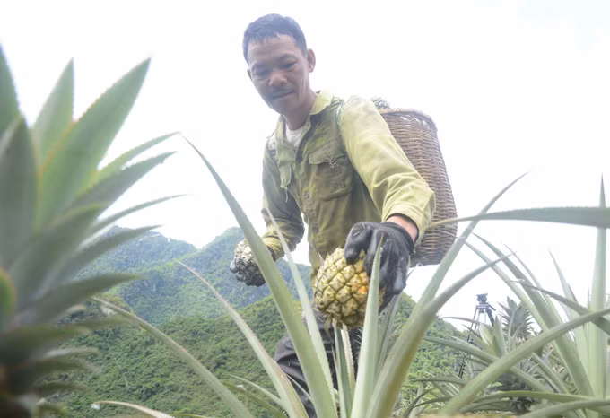 Cây dứa mang lại hiệu quả kinh tế cao cho nông dân huyện Thuận Châu - Sơn La ảnh 2