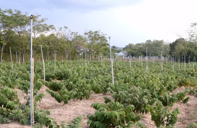 Quảng Trị phát triển cây dược liệu trở thành sản phẩm OCOP ảnh 1