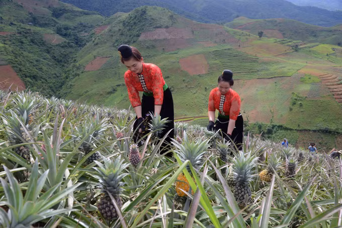 Cây dứa mang lại hiệu quả kinh tế cao cho nông dân huyện Thuận Châu - Sơn La ảnh 8