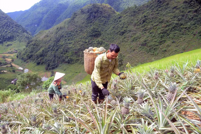 Cây dứa mang lại hiệu quả kinh tế cao cho nông dân huyện Thuận Châu - Sơn La ảnh 9