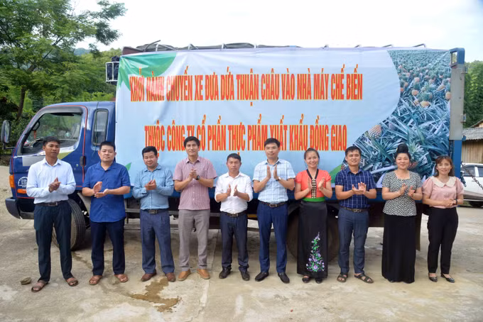 Cây dứa mang lại hiệu quả kinh tế cao cho nông dân huyện Thuận Châu - Sơn La ảnh 1
