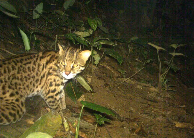 Phát hiện nhiều loài Cầy quý hiếm tại Khu Bảo tồn thiên nhiên Xuân Liên ảnh 2