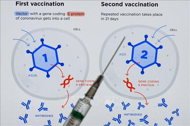 Vaccine Sputnik V phòng COVID-19 của Nga. Ảnh: AFP/TTXVN Viện Gamaleya: Tiêm nhắc lại vaccine Sputnik V mang lại hiệu quả cao trong phòng ngừa các biến thể của virus SARS-CoV-2 ảnh 1