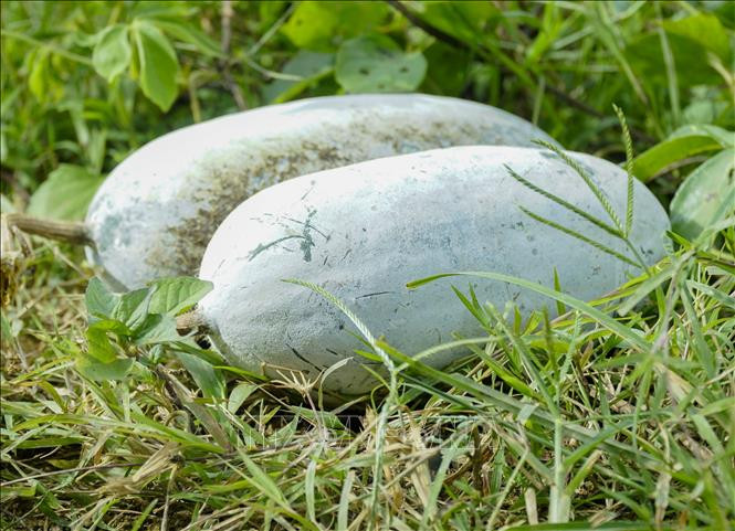 Sảnh phẩm bí xanh tại xã Tìa Dình (huyện Điện Biên Đông, tỉnh Điện Biên). Ảnh: Xuân Tư – TTXVN Người dân vùng cao Điện Biên phát triển cây bí xanh theo hướng hàng hóa ảnh 2