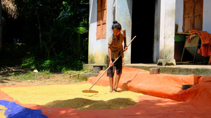 Người Đan Lai ở Cửa Rào đã thành thạo với việc gieo trồng, sản xuất nông nghiệp. Ảnh: Bích Huệ - TTXVN Cuộc sống mới của người Đan Lai ở Nghệ An ảnh 5