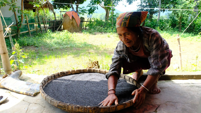 Bà La Thị Nguyệt, bản Cửa Rào, xã Môn Sơn vừa trồng lúa nước, rau màu vừa kết hợp làm kinh tế trang trại, chăn nuôi trâu bò, gà vịt cho thu nhập hơn 50 triệu đồng/năm. Ảnh: Bích Huệ - TTXVN Cuộc sống mới của người Đan Lai ở Nghệ An ảnh 2