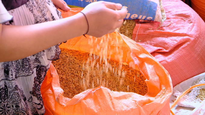 Người dân các điểm tái định cư và ngay cả các hộ còn ở vùng lõi Pù Mát đã biết sản xuất lúa nước tăng từ 1,5 đến 3 tấn/ha. Ảnh: Bích Huệ - TTXVN Cuộc sống mới của người Đan Lai ở Nghệ An ảnh 6