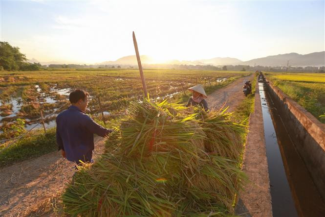 Hoà Bình đẩy nhanh tiến độ thu hoạch lúa vụ Xuân 2021 ảnh 6