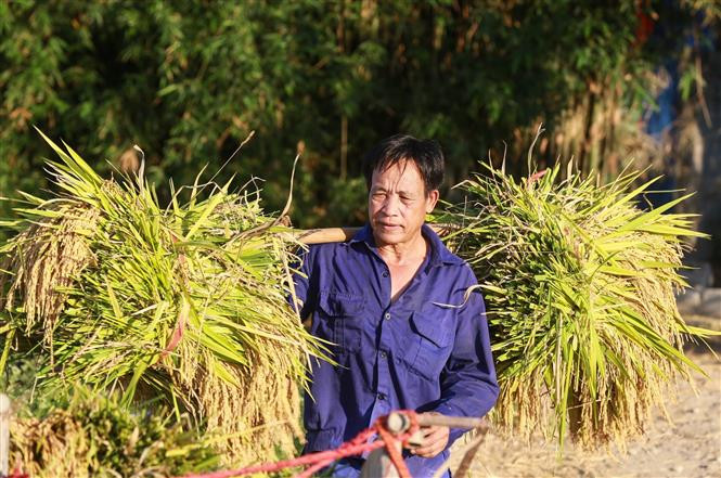 Hoà Bình đẩy nhanh tiến độ thu hoạch lúa vụ Xuân 2021 ảnh 7