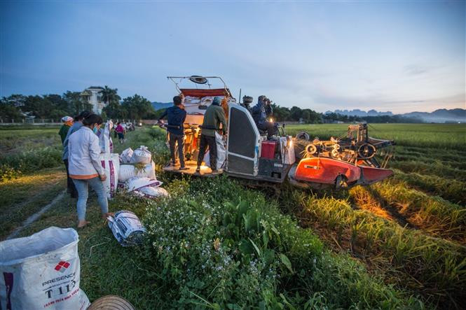 Hoà Bình đẩy nhanh tiến độ thu hoạch lúa vụ Xuân 2021 ảnh 5