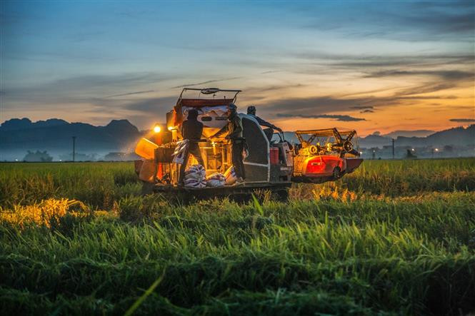 Hoà Bình đẩy nhanh tiến độ thu hoạch lúa vụ Xuân 2021 ảnh 3