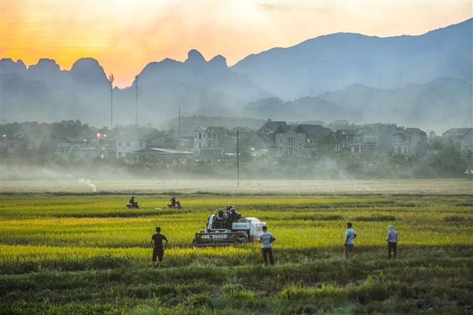 Hoà Bình đẩy nhanh tiến độ thu hoạch lúa vụ Xuân 2021 ảnh 4