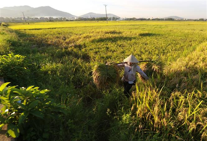 Hoà Bình đẩy nhanh tiến độ thu hoạch lúa vụ Xuân 2021 ảnh 1