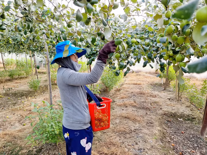 Ninh Thuận hỗ trợ các hộ nông dân liên kết, hợp tác sản xuất ảnh 1