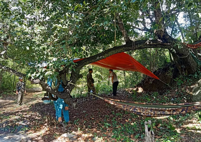 Khẩn trương điều tra, xử lý vụ “đầu độc cây rừng tự nhiên” tại huyện Bác Ái ảnh 1