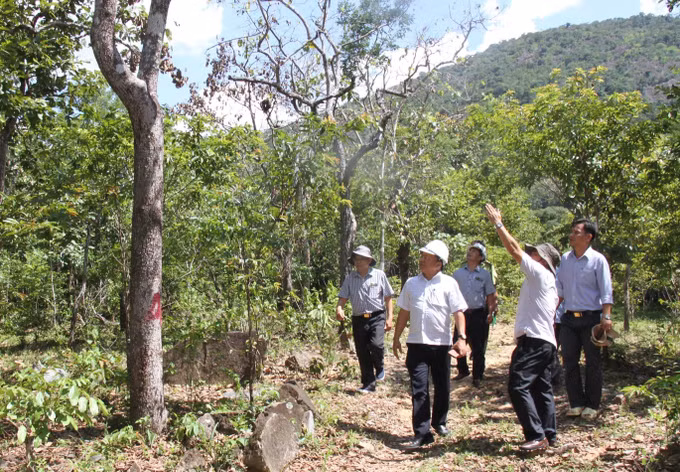Khẩn trương điều tra, xử lý vụ “đầu độc cây rừng tự nhiên” tại huyện Bác Ái ảnh 2