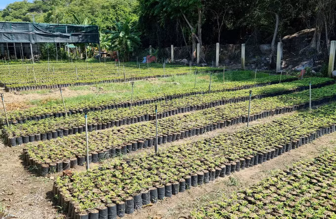 Ninh Thuận trồng mới hơn 1.120 ha rừng thay thế ảnh 1