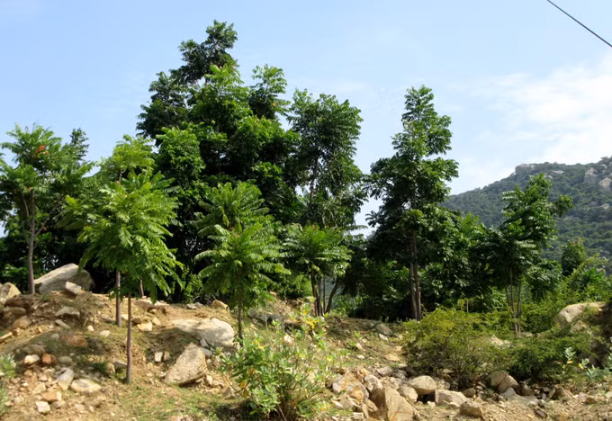 Ninh Thuận trồng mới hơn 1.120 ha rừng thay thế ảnh 2