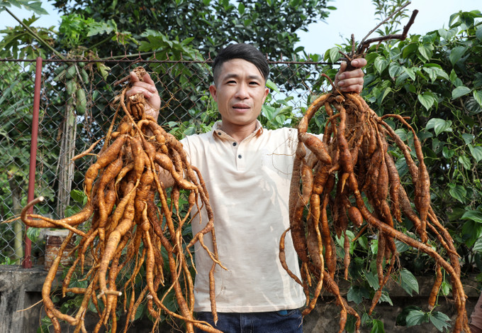 Sâm trồng khoảng 5 năm sẽ cho thu hoạch củ. Hiện tại, 1 kg củ sâm tươi có giá khoảng 2 triệu đồng. Ảnh: Danh Lam Chị Nguyễn Thị Kim Dung với ước mơ đưa sâm Nam núi Dành trở thành cây trồng của người Việt ảnh 4