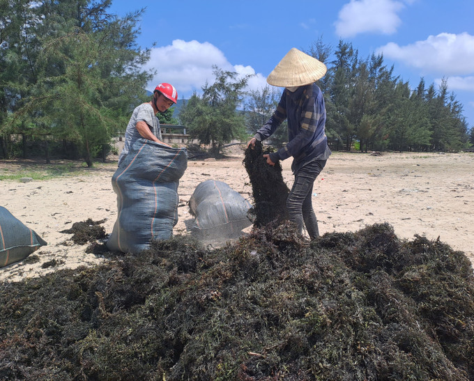 Ngư dân xã Quảng Phú thu gom rong mơ để mang đi bán. Ảnh: Đức Thọ - TTXVN Rộn ràng mùa khai thác rong mơ vùng bãi ngang huyện Quảng Trạch ảnh 5