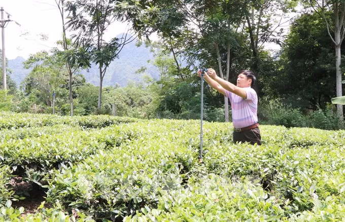 Huyện vùng cao Võ Nhai phát triển sản phẩm nông nghiệp chủ lực ảnh 1