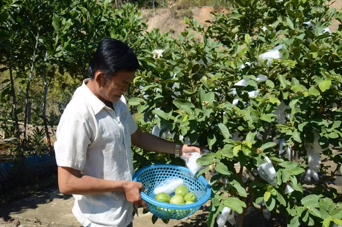 Cựu chiến binh Công Văn Củ làm giàu trên vùng đất khó ảnh 1