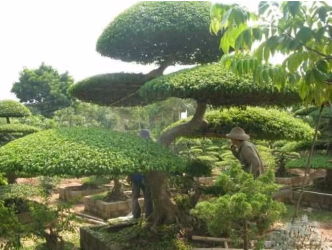 Thăm làng nghề của những “kỳ hoa dị thảo” Vỵ Khê ảnh 1