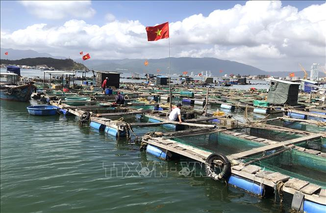 Nuôi cá lồng bè tại khu vực biển Hải Minh Trong (phường Hải Cảng, TP Quy Nhơn). Ảnh tư liệu: Nguyên Linh/TTXVN Nuôi cá lồng bè thu lãi cao ở lòng hồ Định Bình ảnh 2