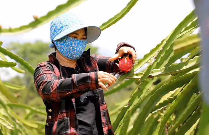 Thuận Châu đẩy mạnh Chương trình mục tiêu quốc gia giảm nghèo bền vững ảnh 7
