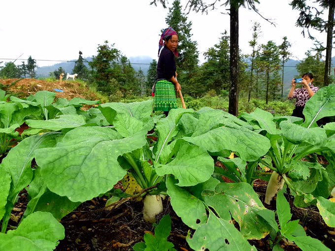 Huyện Xín Mần (Hà Giang) nỗ lực tìm đầu ra cho sản phẩm nông nghiệp ảnh 1