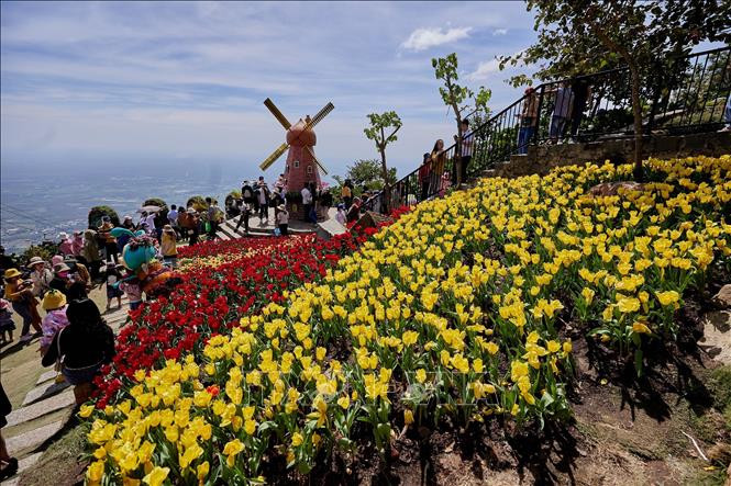 Sắc hoa tulip phủ đầy trên đỉnh núi Bà Đen. Ảnh: Thanh Tân - TTXVN Núi Bà Đen Tây Ninh đón trên 1 triệu lượt du khách ảnh 1