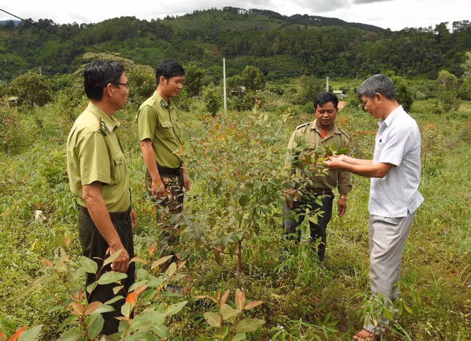Kon Tum hướng tới quản lý, bảo vệ và phát triển rừng bền vững ảnh 3