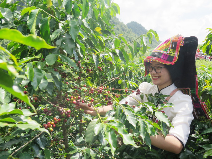 Thi thu hái cà phê tại Ngày hội cà phê thành phố Sơn La, tỉnh Sơn La. Ảnh: Nguyễn Cường – TTXVN Nâng tầm thương hiệu cà phê Sơn La ảnh 3