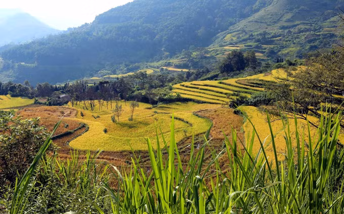 Mùa vàng trên vùng biên Phong Thổ (Lai Châu) ảnh 5