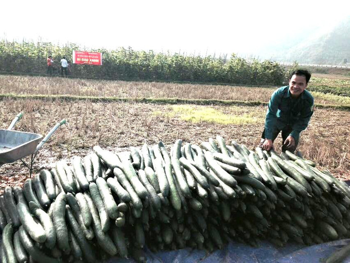 Quả bí đao xanh ở xã Văn Lang được trồng theo tiêu chuẩn VietGap. Nguồn:baodantoc.vn Phú Thọ: Gỡ khó cho phát triển sản phẩm OCOP ảnh 1