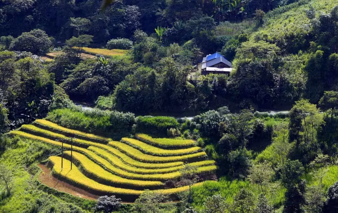 Mùa vàng trên vùng biên Phong Thổ (Lai Châu) ảnh 16