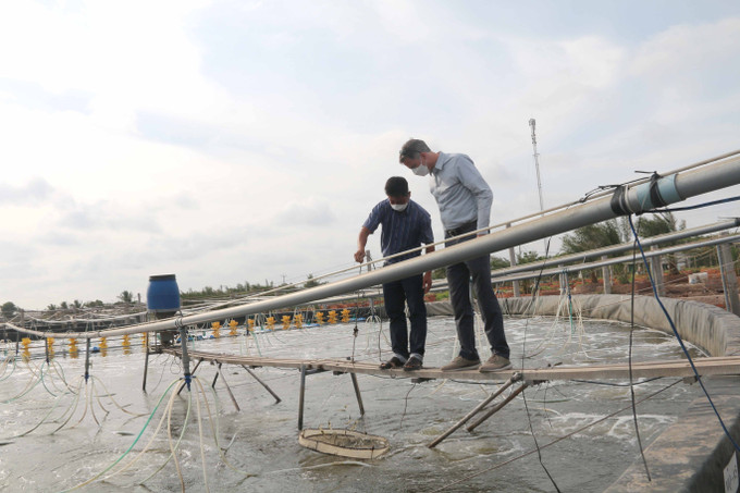 Mô hình nuôi tôm siêu thâm canh mật độ cao của người dân thị xã Duyên Hải. Ảnh: Thanh Hòa -TTXVN Trà Vinh khuyến cáo nông dân nuôi tôm rải vụ khi giá xuống thấp ảnh 1